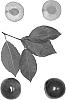 Interspecific%20Prunus%20species%20%27Newroot-3%27