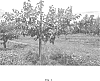 Prunus%20armeniaca%20%27Mac12%2F45%27