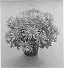 Chrysanthemum%20x%20morifolium%20%27CIFZ0022%27