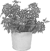 Verbena%20sp.%20%27KLEVP12427%27