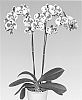 Phalaenopsis%20hybrid%20%27PHALDETAM%27