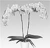 Phalaenopsis%20%27PHALCIQEQ%27