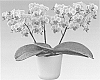 Phalaenopsis%20hybrida%20%27Olivia%27