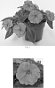 Impatiens%20x%20hybrida%20%27Balbouvio%27