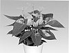 Anthurium%20andreanum%20L.%20%27ANTHDINWAQ%27