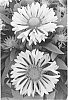 Gaillardia%20aristata%20%27Sunny%20Wheeler%27