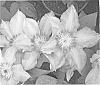 Clematis%20plant%20named%20%27MISTY%27
