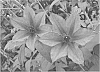 Clematis%20plant%20named%20%27Passion%20Plum%27