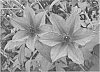 Clematis%20plant%20named%20%27Passion%20Plum%27