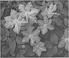 Clematis%20plant%20named%20%27Blue%20Jeanne%27