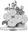 Rosa%20%27WEKgobafa%27