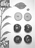 Prunus%20sp.%20%27Blackred%20XX%27