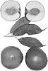 Prunus%20persica%20var.%20nucipersica%20%27Honeylicious%27