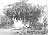 Pongamia%20pinnata%20%27K140%27