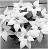 Euphorbia%20pulcherrima%20Willd.%20%27RFAM444%27