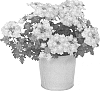 Verbena%20sp.%20%27KLEVP12430%27