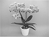 Phalaenopsis%20%27PHALDONFI%27