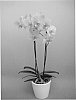 Phalaenopsis%20%27PHALFIMWAQ%27