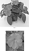 Impatiens%20x%20hybrida%20%27Balbigery%27