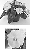 Impatiens%20x%20hybrida%20%27Balbigilac%27