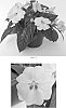 Impatiens%20x%20hybrida%20%27Balbigilac%27