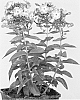 Phlox%20paniculata%20%27Versoldblue%27