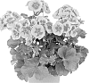 Pelargonium%20zonale%20x%20Pelargonium%20peltatum%20%27Duesarlish%27