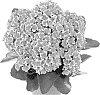Kalanchoe%20blossfeldiana%20%27Fikalpiton%27