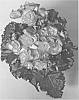 Begonia%20elatior%20%27HVRIDARK%27