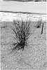 Panicum%20virgatum%20%27Hot%20Rod%27