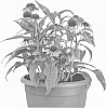 Echinacea%20purpurea%20%27Fourth%20of%20July%27