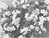 Sutera%20grandiflora%20%27KLESG13255%27