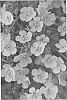 Sutera%20grandiflora%20%27KLESG13258%27
