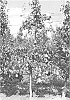 Pear%20tree%20named%20%27PE1UNIBO%27