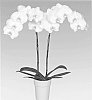 Phalaenopsis%20orchid%20plant%20named%20%27PHALDIPWEQ%27