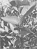 %27Prunus%20%27Gi14813%27