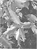 %27Prunus%20%27Gi31817%27