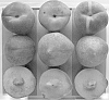Prunus%20persica%20%27TexFirst%27