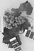 Vitis%20Interspecific%20hybrid%20%27IFG%20Nineteen%27