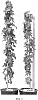 Vitis%20vinifera%20%27VDG001%27