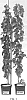 Vitis%20vinifera%20%27VDG002%27