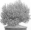 Chamaecyparis%20thyoides%20%27Versent%27