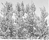 Populus%20deltoids%20x%20Populus%20nigra%20%27RRR%20Yellow%27