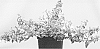 Abelia%20x%20grandiflora%20%27Wevo1%27