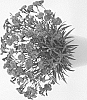Dianthus%20plumarius%20%27DIANMAGENT%27
