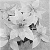 Euphorbia%20pulcherrima%20Willd.%20%27RFAM440%27