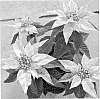 Euphorbia%20pulcherrima%20Willd.%20%27RFAM441%27
