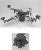 Verbena%20x%20hybrida%20%27Balendakle%27