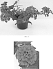 Verbena%20x%20hybrida%20%27Balendred%27