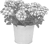 Verbena%20%27KLEVP12431%27
